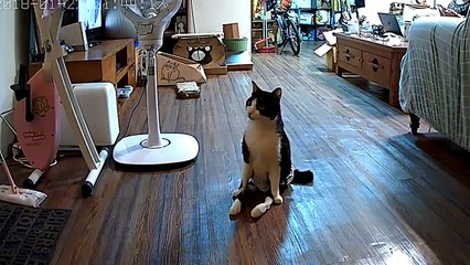 Un chat paralysé des deux pattes arrière attend son maître