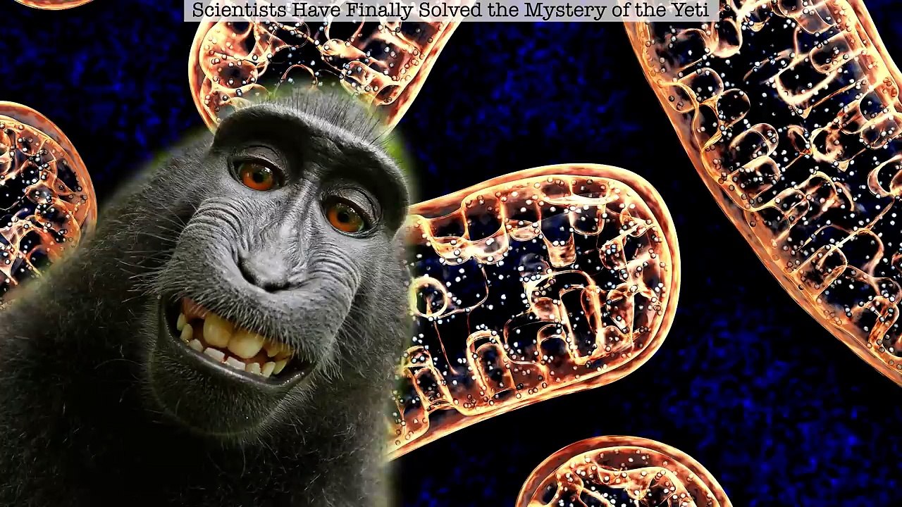 Scientists Have Finally Found Who the Yeti Is