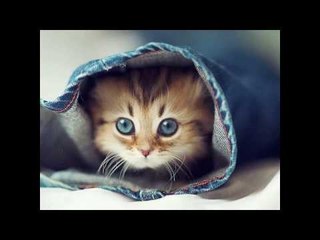 Jangan Bagi 3 Makanan Ni Pada Kucing