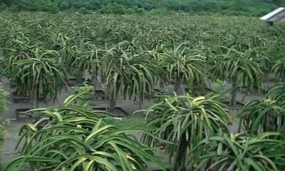 Wisata Petik Buah Naga di Pantai Pandansari