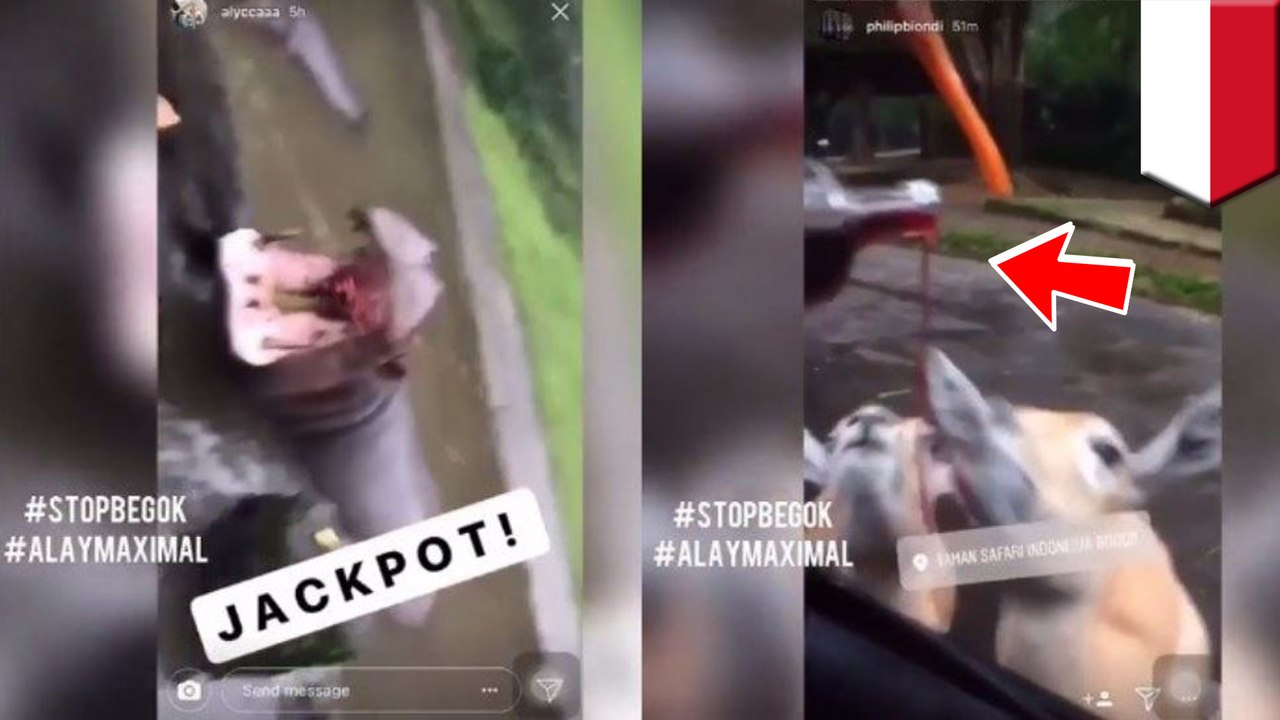 動物虐待？シカに酒飲ませ動画をインスタに投稿 - トモニュース