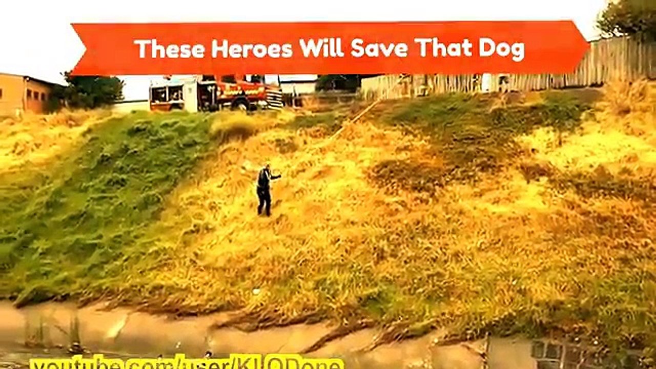 Great People Saving Animals Lives #5