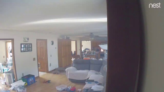 Ce chien met le feu à la maison en volant des pancakes