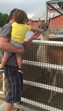 Quand un lama t'éternue en pleine face... Honte