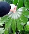 Peeling ice from a leaf