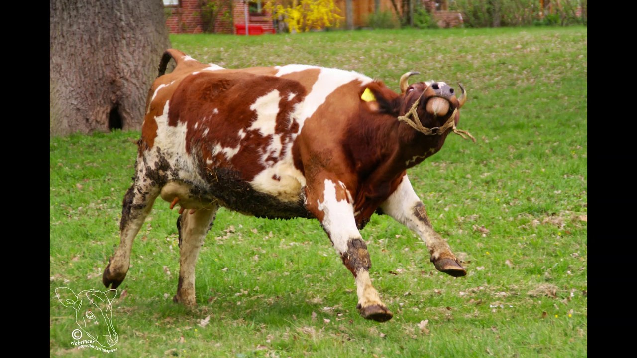 [neu] 2010 jahreszusammenfassung film