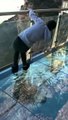 Chine : Un pont vitré piège les passants avec des écrans simulant une cassure