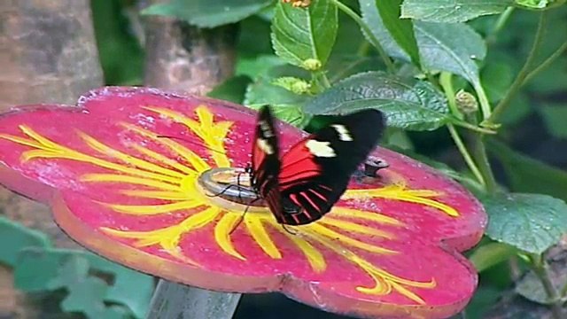 Oxford Discover Level 6 Big Question 4 Why Do We Like Symmetry 1