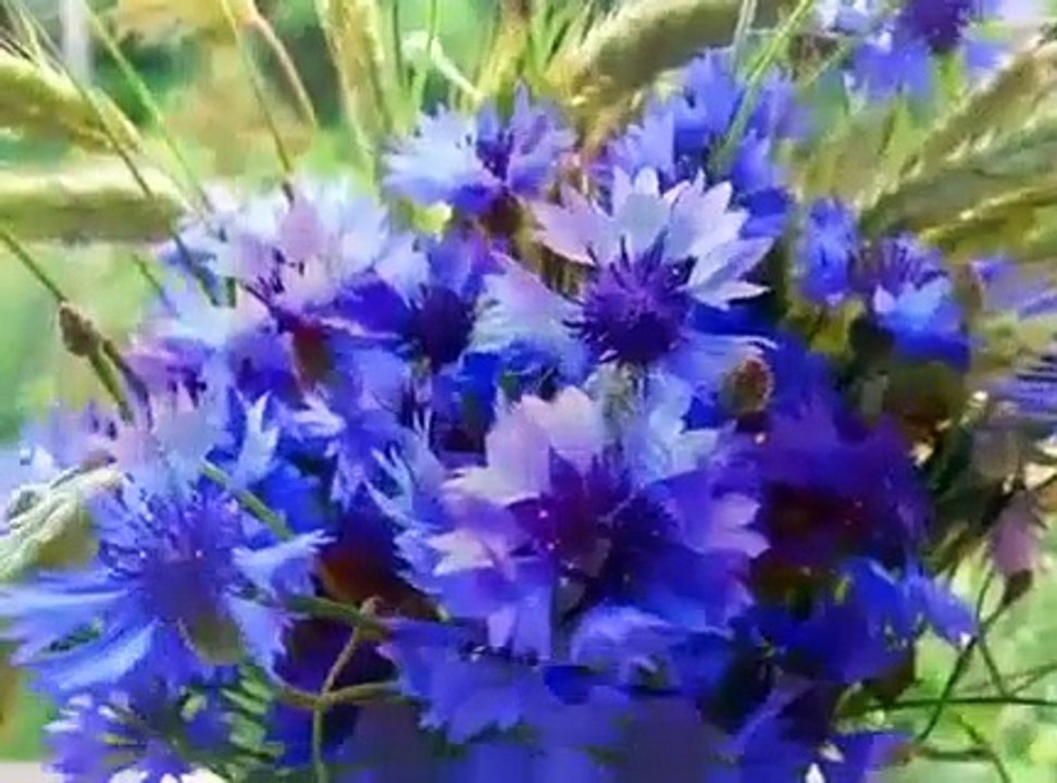 KWIATY DLA PRZYJACIÓŁ