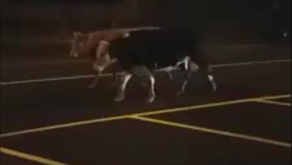 Cows escape paddock causing moohem in Ireland