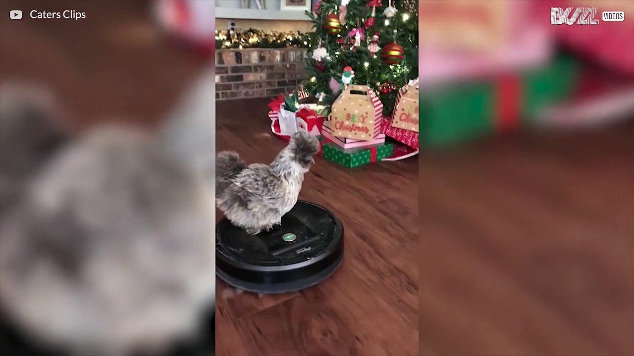 Une poule fan de roomba