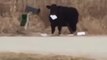 Moo Got Mail - Cow Chomps on Iowa Family's Letters