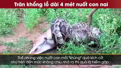 Trăn khổng lồ dài 4 mét nuốt con nai