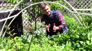 Over 30 Edible Perennials in a Small Garden!