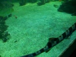 Musée Aquatique - Stockholm