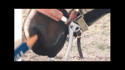 How to Draw a Horse head!