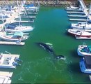 Etonnant, cette baleine nage au milieu du port et des bâteaux