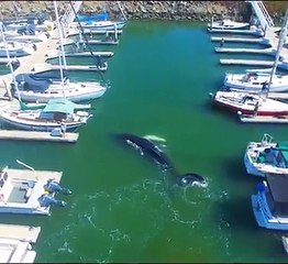 Etonnant, cette baleine nage au milieu du port et des bâteaux