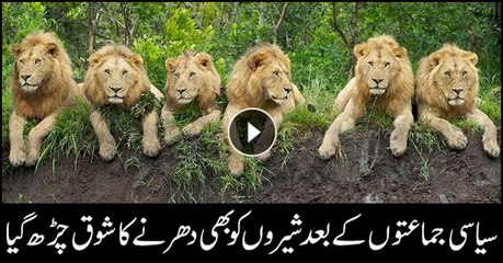 سیاسی جماعتوں کے بعد شیروں کو بھی دھرنے کا شوق چڑھ گیا