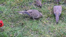 ENTERTAINMENT VIDEO FOR CATS. Birds for cats to watch. Hungry Birds #4.