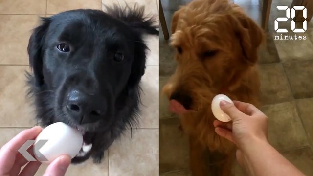 Chiens + oeufs = le buzz - Le Rewind du mercredi 07 février 2018