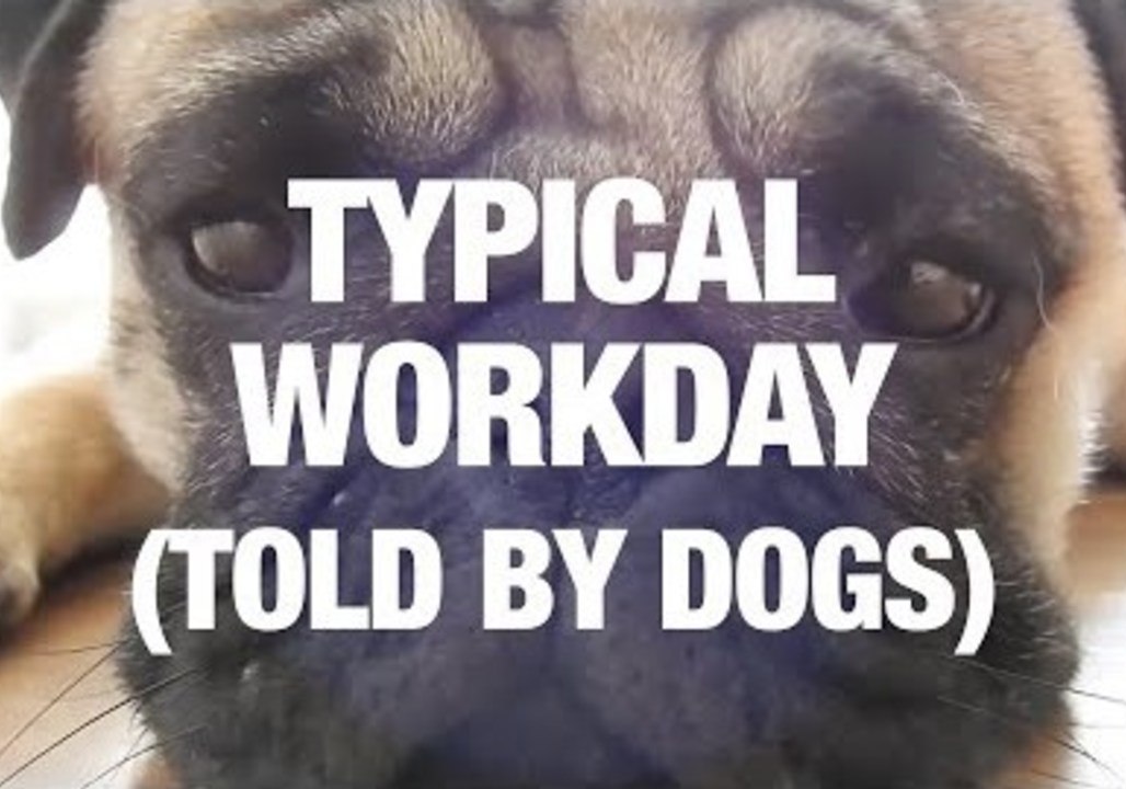 A Typical Workday: As Told By Dogs