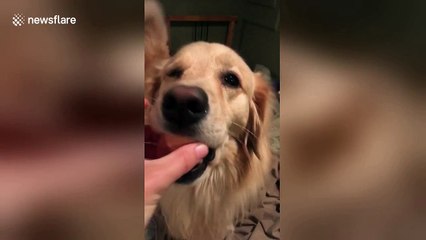 Dog owner gives golden retriever the egg challenge