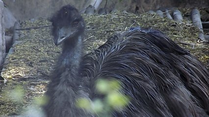 Delhi Zoo | Glipse of India