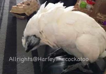 Download Video: Pampered Cockatoo Demands to Be Brushed