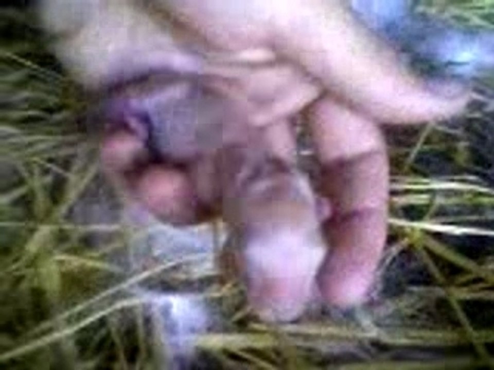 Bébé lapin