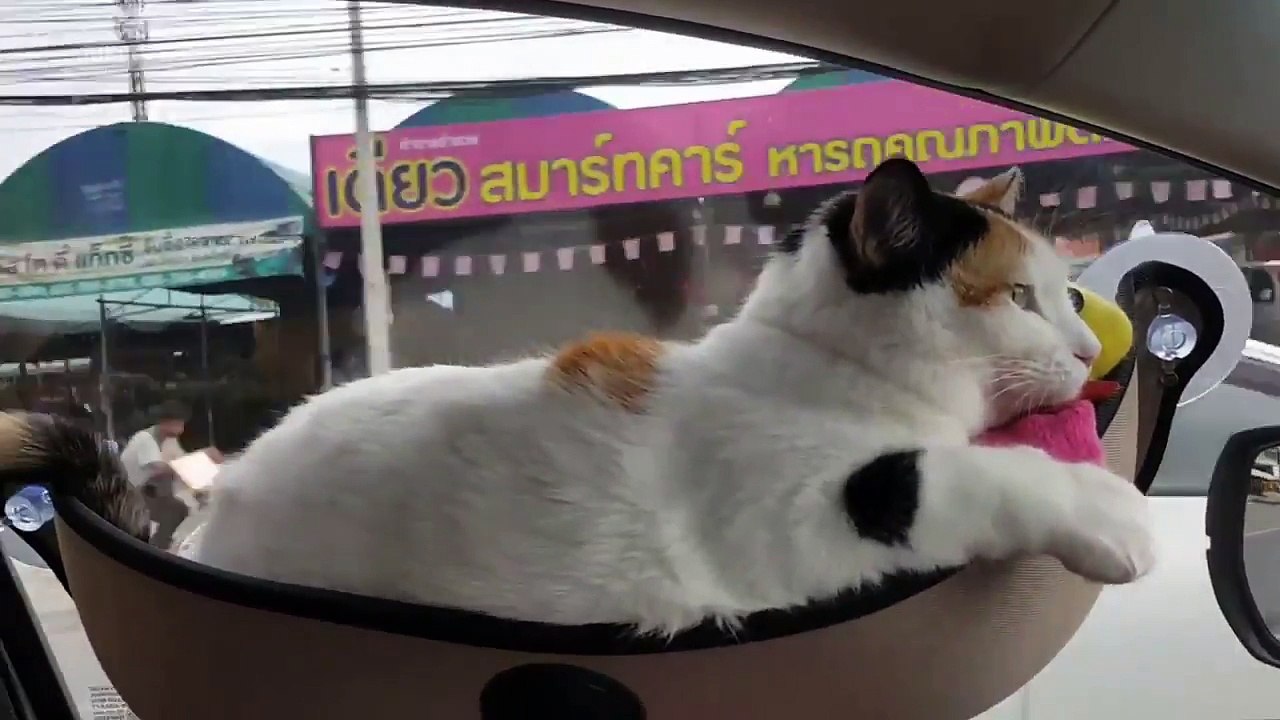Couché dans son hamac collé à la vitre de la voiture ce chat se laisse balader !