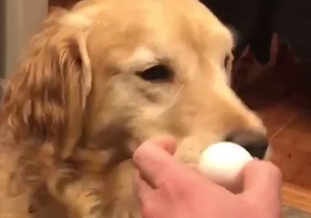 Dog Owners Test Golden Retriever 'Gentle Jaw' Egg Challenge
