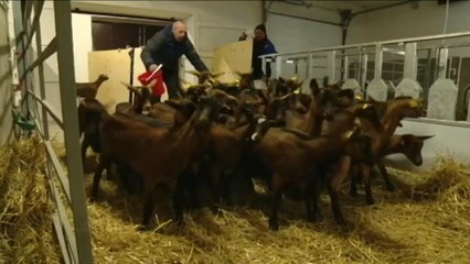 الماعز الفرنسي يصل إلى سيبيريا