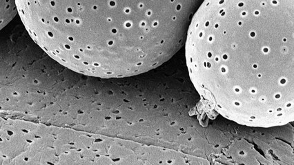 Capsules de polymères