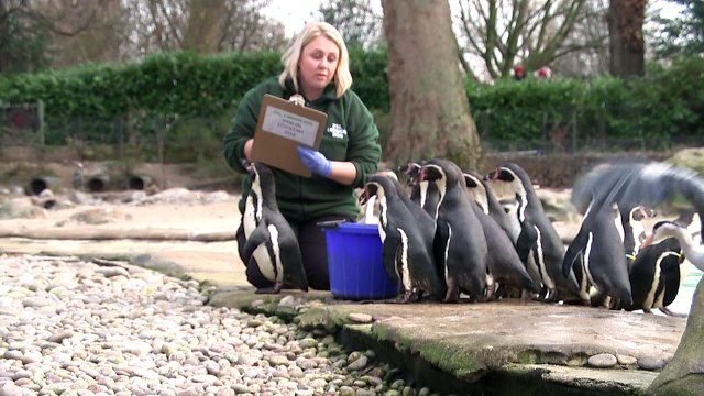 London Zoo: Its time to count the animals