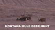 Montana Mule Deer Hunt