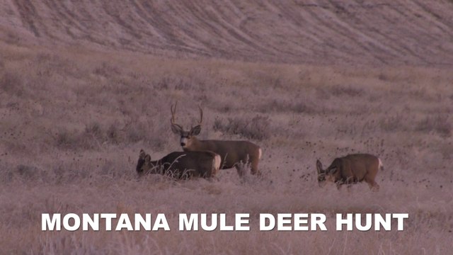 Montana Mule Deer Hunt