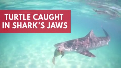 Tiger shark swims with loggerhead turtle caught in its jaws