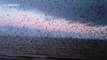 Thousands of starlings burst out from under The Royal Pier in Aberystwyth