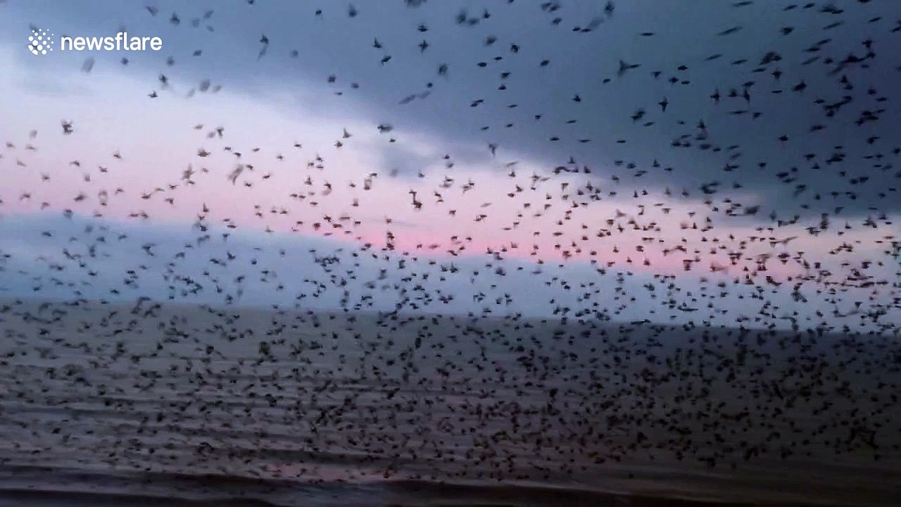 Thousands of starlings burst out from under The Royal Pier in Aberystwyth