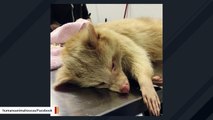 Rare Albino Raccoon Gets Some Much-Needed Medical Attention