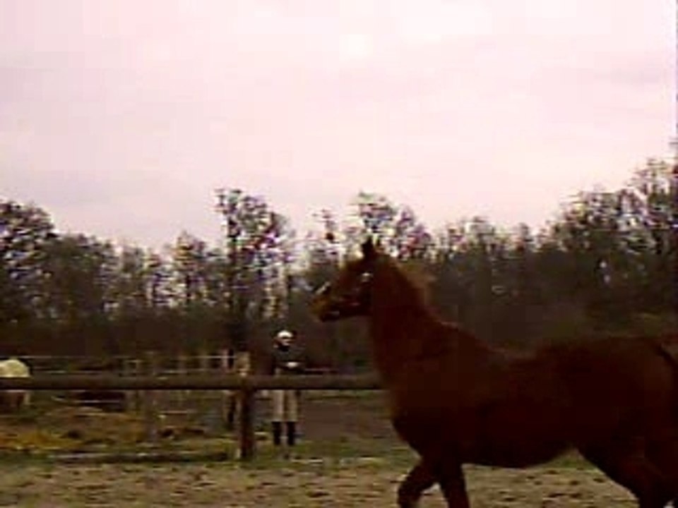 Headshaking liberté
