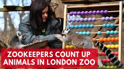 Over 19,000 animals counted during London zoo's annual stock take