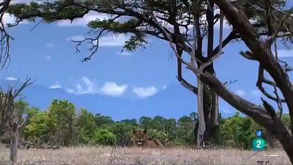 Download Video: PELEAS DE NIMALES  ANIMALES SALVAJES,LAS MANGOSTAS,DOCUMENTAL,ÁFRICA,DISCOVERY Documental Fauna