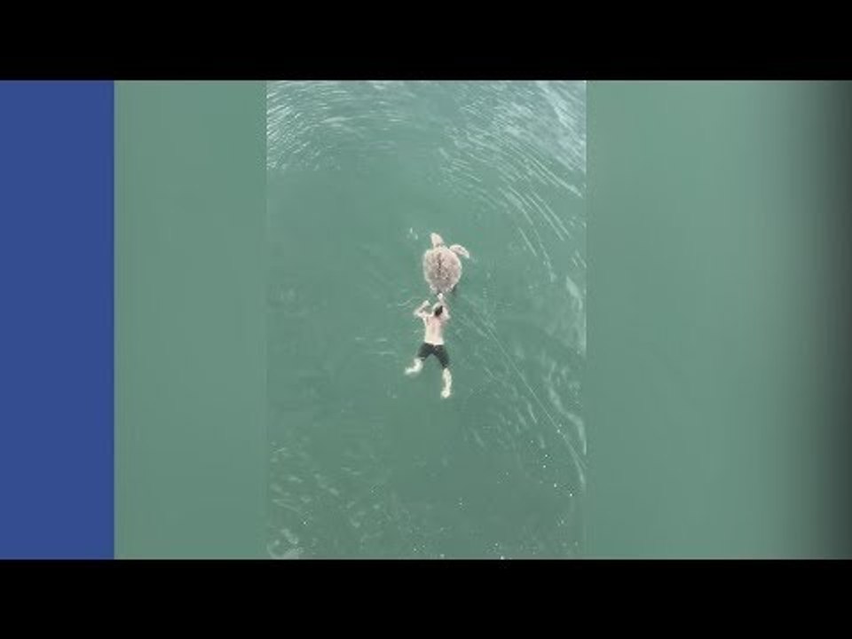 Terjun Laut Demi Seekor Penyu