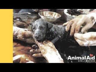 Anak Anjing Mengeras Dalam Acuan Tar