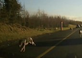 Dogs Killed, Cars Damaged, as Hunt Spills Onto Irish Motorway