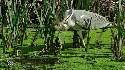 Doñana National Park (Spain). Full Documentary