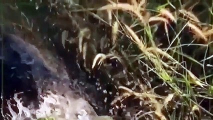 Snake Documentary Wild discovery channel documentary films CROC ZILLA King of Crocodiles NATIONAL G