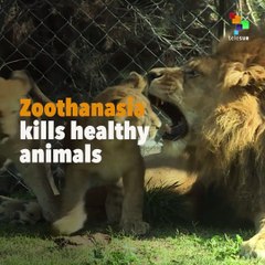 Zoothanasia Kills Healthy Animals